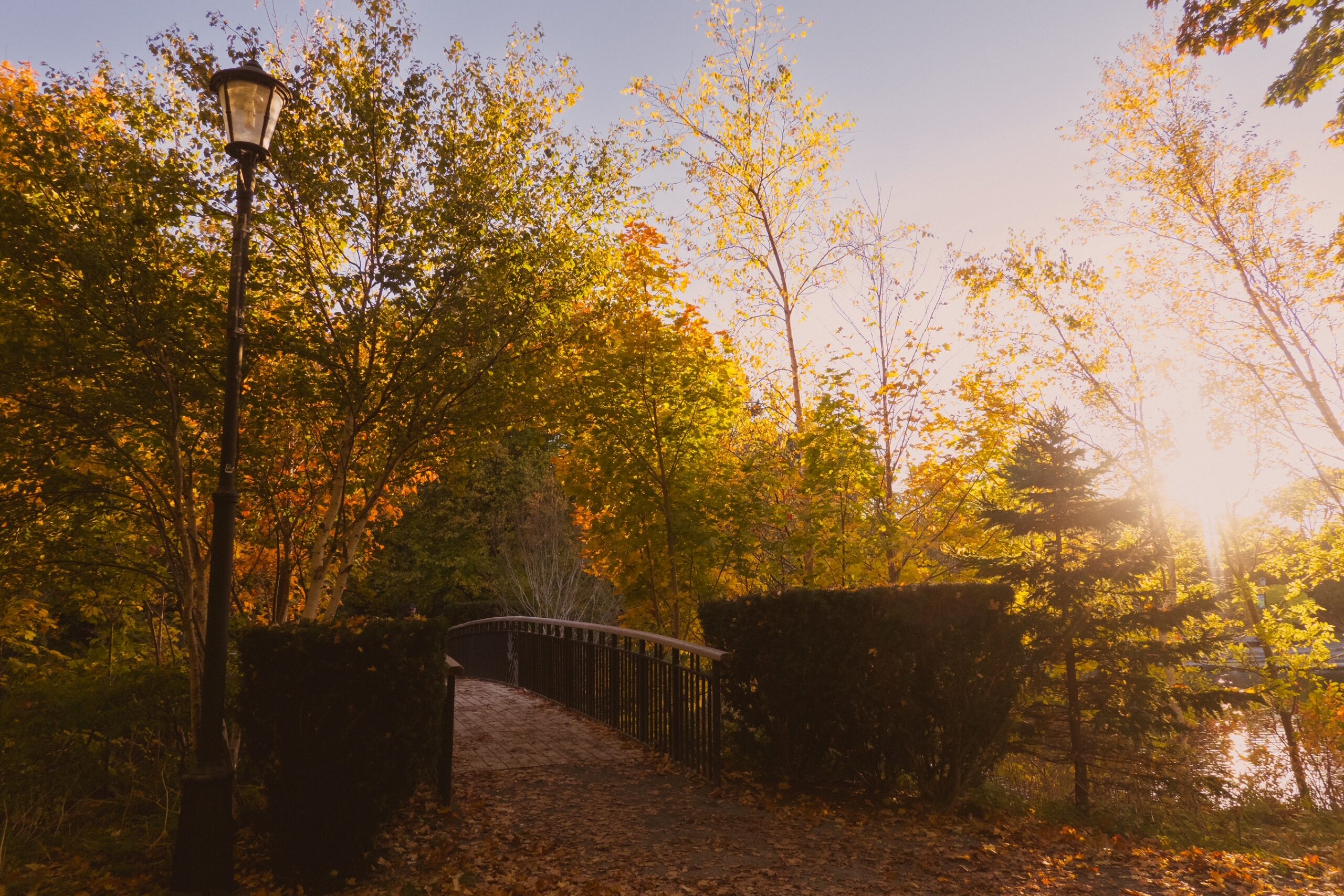 A fall evening in Bowring Park. There is a bridge with a lamp post beside it and on the other side are colourful trees. 