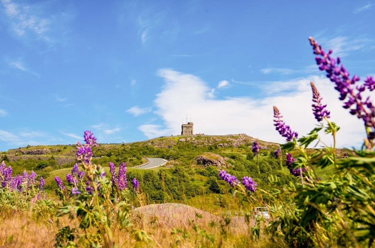 A photo of Signal Hill in the distance and in the foreground is a green field and some purple lupins. 